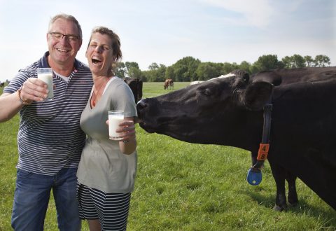 Biologische Koeien Op de Him