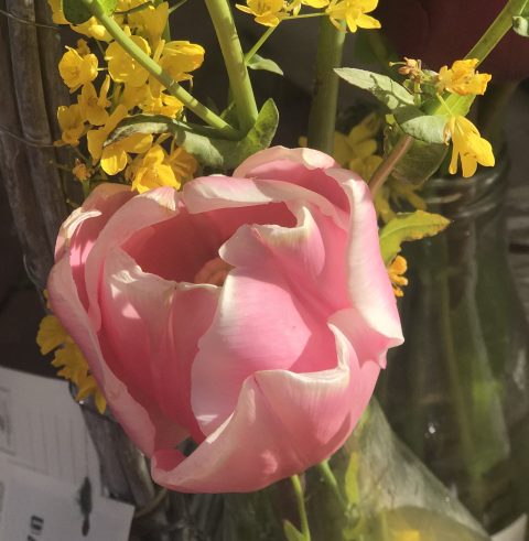 roze tulp